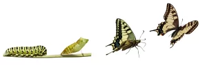 Metamorfosis de una mariposa