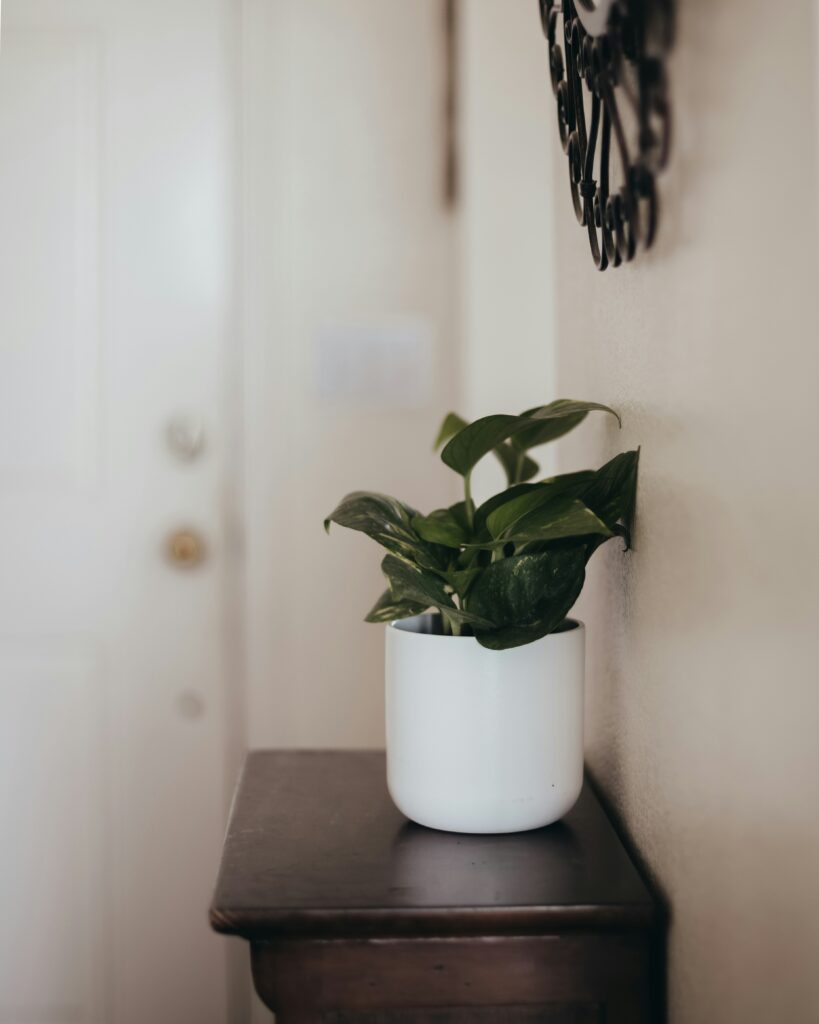 Test de agotamiento emocional con una planta en un rincón sereno